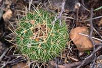 Echinofossulocactus_multicostatus_GM_1343.jpg