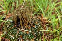 Echinofossulocactus_multicostatus_GM_1351.jpg