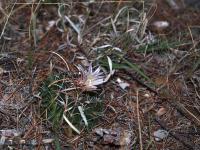 Echinofossulocactus_multicostatus_GM_1511.3.jpg