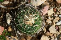 Echinofossulocactus_multicostatus_GM_599.jpg