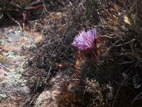 Echinofossulocactus_ochoterenaus_GM_1484.jpg