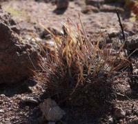 Echinofossulocactus_ochoterenaus_GM_1485.jpg