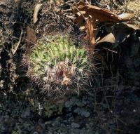 Echinofossulocactus_ochoterenaus_GM_542.jpg