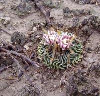 Echinofossulocactus_pentacanthus_GM_1037.3.jpg