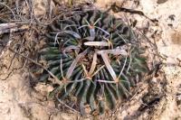 Echinofossulocactus_pentacanthus_GM_1357.10.jpg