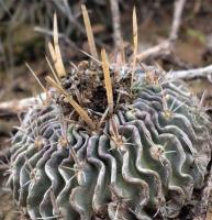 Echinofossulocactus_pentacanthus_GM_1357.7.jpg
