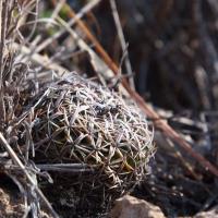Echinofossulocactus_phyllacanthus_GM_1363.jpg