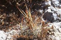 Echinofossulocactus_rectispinus_GM_705.1.jpg