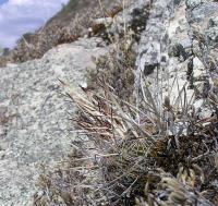 Echinofossulocactus_rectispinus_lloydii_GM_450.jpg
