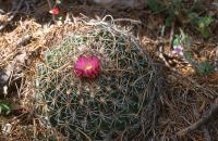 Echinofossulocactus_rosasianus_GM_752.jpg