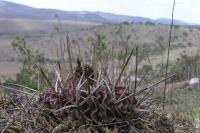 Echinofossulocactus_sp._GM_1031.jpg