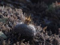 Echinofossulocactus_sp._GM_1541.jpg