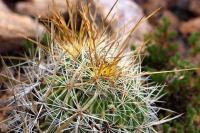 Echinofossulocactus_spinosus_GM_1365.jpg