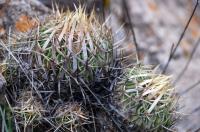 Echinofossulocactus_sulphureus_GM_1366.jpg