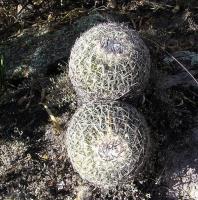 Echinofossulocactus_violaciflorus_GM_939.2.jpg