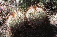 Echinofossulocactus_wippermannii_GM_707.jpg