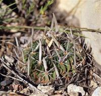 Echinofossulocactus_zacatecasensis_GM_1222.2.jpg
