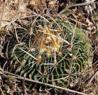 Echinofossulocactus_zacatecasensis_GM_1225.jpg