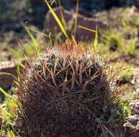 Echinofossulocactus_zacatecasensis_GM_1227.2.jpg