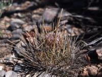 Echinofossulocactus_zacatecasensis_GM_1622.4.jpg