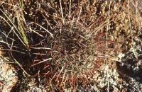 Echinofossulocactus_zacatecasensis_GM_721.1.jpg