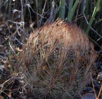 Echinomastus_durangensis_GM_1232.3.jpg