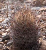 Echinomastus_durangensis_GM_1489.jpg