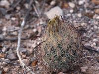 Echinomastus_durangensis_GM_1633.7.jpg