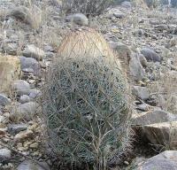 Echinomastus_durangensis_GM_927.jpg