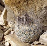 Echinomastus_mariposensis_GM_1082.3.jpg