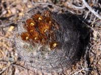 Echinomastus_unguispinus_GM_1634.3.jpg
