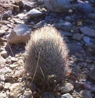 Echinomastus_unguispinus_GM_699.1.jpg