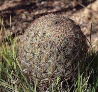 Echinomastus_unguispinus_minimus_GM_1225.4.jpg