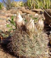 Echinomastus_warnockii_GM_1082.7.jpg