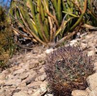 Echinomastus_warnockii_GM_1233.30.jpg
