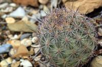 Echinomastus_warnockii_GM_1334.4.jpg