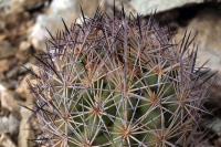 Echinomastus_warnockii_GM_1334.jpg