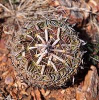 Ef._phyllacanthus_GM_1611.5.jpg