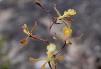 Encyclia_aenicta_GM_1262.jpg