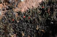 Ephedra_americana_GM_1383.2.jpg