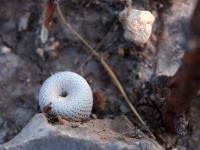 Epithelantha_bokei_GM_1498.jpg
