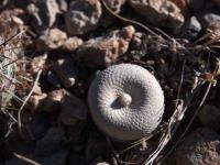 Epithelantha_bokei_GM_1499.4.jpg
