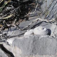 Epithelantha_bookei_GM_1015.jpg