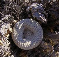 Epithelantha_bookei_GM_1056.2.jpg