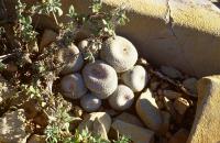 Epithelantha_bookei_GM_646.jpg