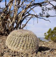 Epithelantha_greggii_GM_1057.jpg
