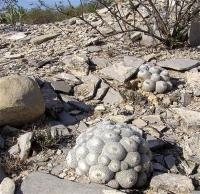 Epithelantha_greggii_GM_1058.jpg