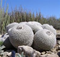Epithelantha_greggii_GM_1072.jpg