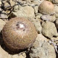 Epithelantha_greggii_GM_1085.6.jpg