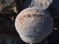 Epithelantha_greggii_GM_1491.13.jpg